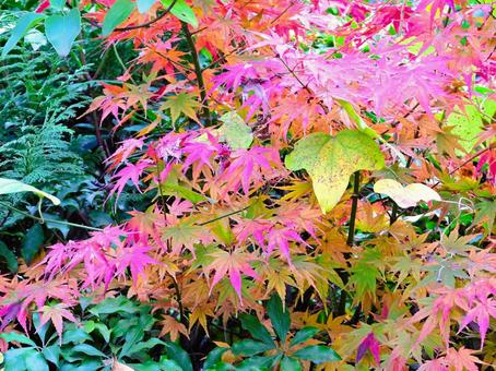 紅葉 紅葉 紅葉,木,葉の写真素材