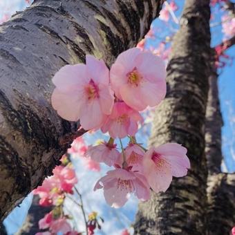 綺麗な桃色の桜の花 綺麗な桃色の桜の花の写真
