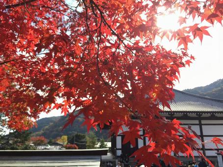 秋の京都 本満寺の赤い紅葉 楓 秋の京都 本満寺の赤い紅葉 楓の写真