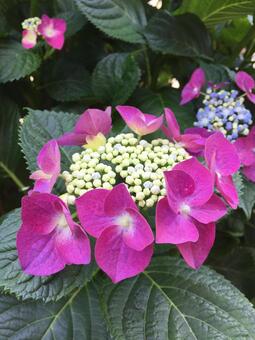 紫陽花 紫陽花の写真