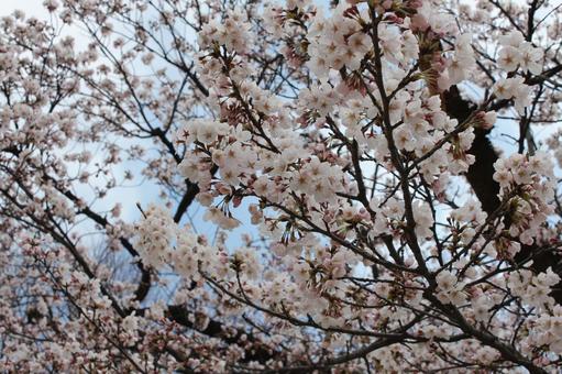 サクラ4 サクラ4 サクラ,桜,春の写真素材