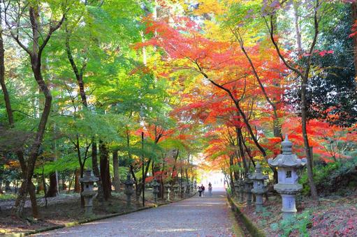色づく参道 紅葉,モミジ,西林寺の写真素材