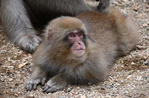 ニホンザルの写真