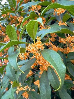 キンモクセイ(金木犀) キンモクセイ(金木犀) キンモクセイ,秋,華やかの写真素材