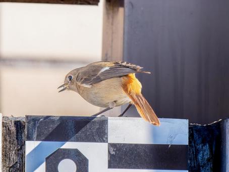 ジョウビタキのメス・ジョビコ ジョウビタキのメス・ジョビコの写真