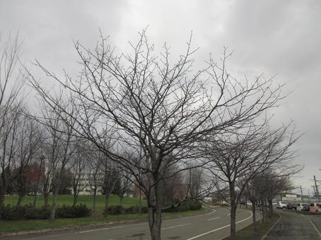 冬の立木 立木,枯れ木,冬の写真素材