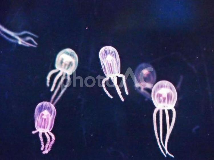 ちっちゃい海月 くらげ,水母,海月の写真素材