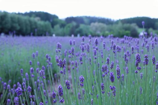 ラベンダー 北海道,富良野,ラベンダーの写真素材