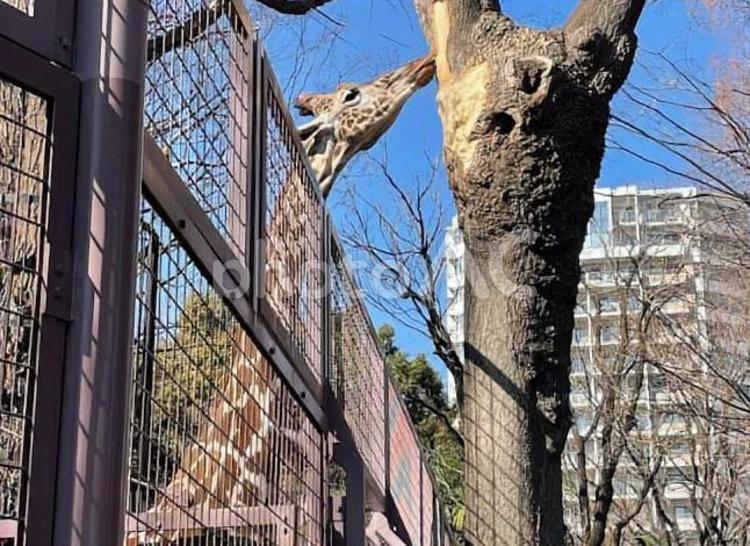 木の皮をたべるキリン キリン,動物園,冬の写真素材