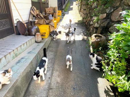 ネコが集まる道 ネコが集まる道の写真