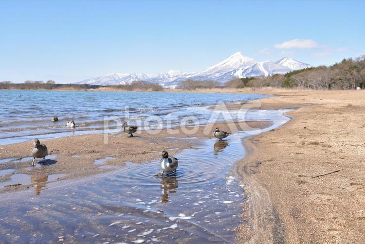 猪苗代湖_会津磐梯山 猪苗代湖,会津磐梯山,湖の写真素材
