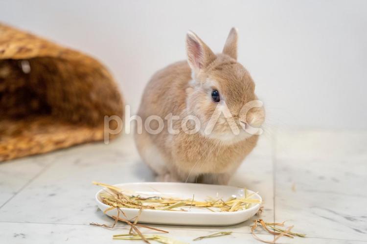 食事をしているネザーランドドワーフ うさぎ,ウサギ,兎の写真素材