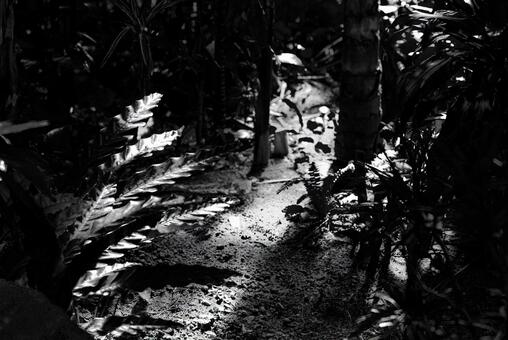 木漏れ日の小径 森,木漏れ日,自然の写真素材