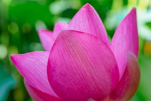 古代ハスの花6ー31 古代ハスの花6ー31の写真