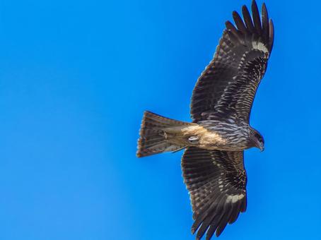 空を飛ぶトビ・トンビ トビ,鳶,野鳥の写真素材