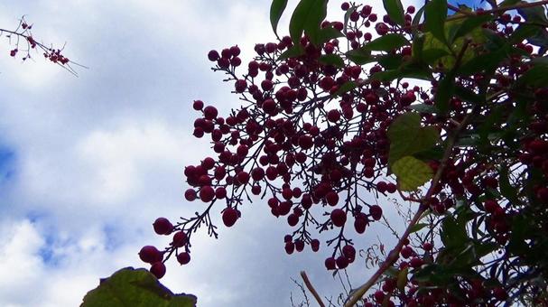 南天と雨上がりの空 南天,空,青空の写真素材
