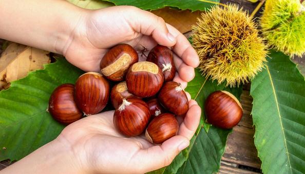 栗拾い テーブルフォト 真俯瞰 栗拾い テーブルフォト 真俯瞰の写真