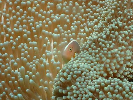 ハナビラクマノミ ハナビラクマノミ,クマノミ,魚の写真素材