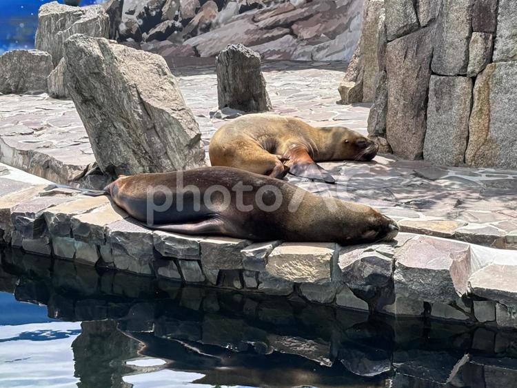 オタリア 動物,動物園,江戸川区自然動物園の写真素材