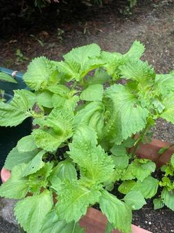 青シソ 家庭菜園 紫蘇 夏 香味野菜 青シソ 家庭菜園 紫蘇 夏 香味野菜 青シソ,家庭菜園,紫蘇の写真素材