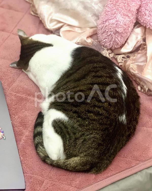 うつぶせ寝するキジ白猫ちゃん 猫,キジ白,可愛いの写真素材