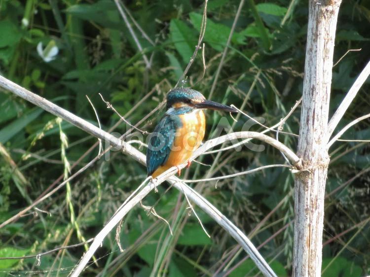 枯れ枝の中ほどに止まったカワセミ カワセミ,翡翠,鳥の写真素材