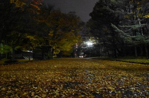 イチョウ葉の道 中島公園,イチョウ葉,札幌の写真素材