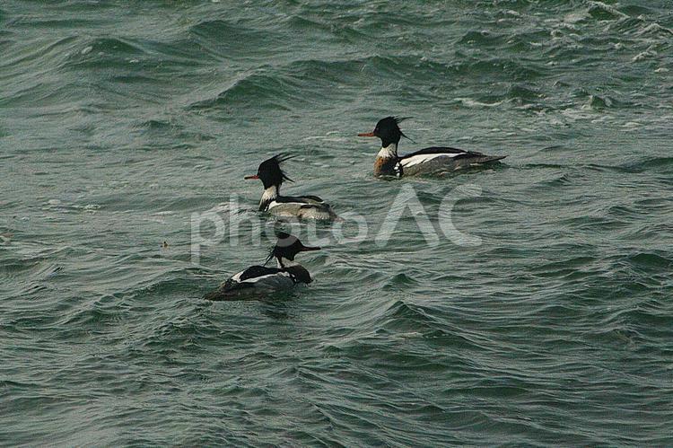 海鳥　ウミアイサ つがい,のんびり,ウミアイサの写真素材