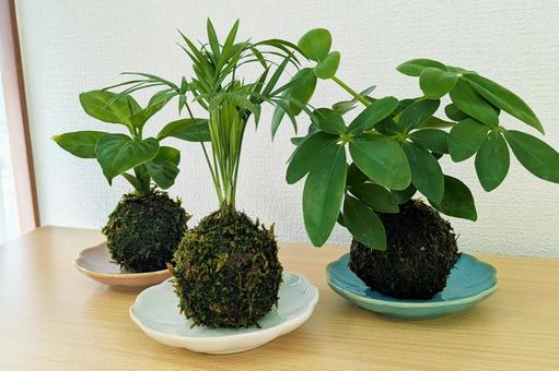 3つ並んだ苔玉(観葉植物)_04 苔玉,苔,和の写真素材