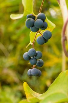 日差しを浴びる可愛い山葡萄の実 山ぶどう,植物,実の写真素材