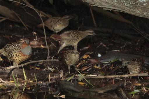 小綬鶏の親子 小綬鶏の親子 小綬鶏,野鳥,親子の写真素材