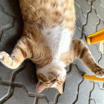 路上食堂の路面で大爆睡する猫 ねこ,ネコ,茶トラの写真素材