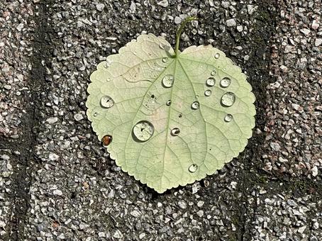 落ち葉にしずく 落ち葉にしずくの写真