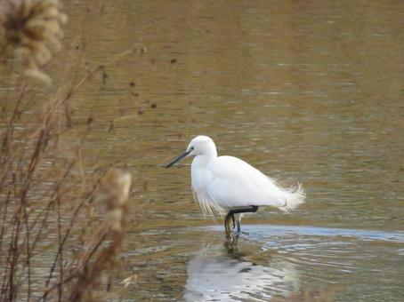 川の中を歩くコサギ 川の中を歩くコサギ コサギ,野鳥,生物の写真素材