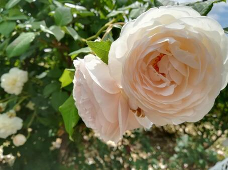 薔薇 薔薇の写真