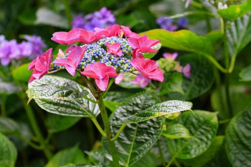 Hydrangea, JPG Hydrangea, JPG