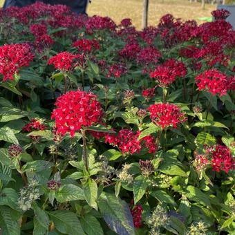 赤いペンタスの花 赤いペンタスの花の写真