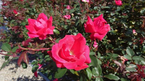 秋の薔薇 薔薇,バラ,秋の写真素材