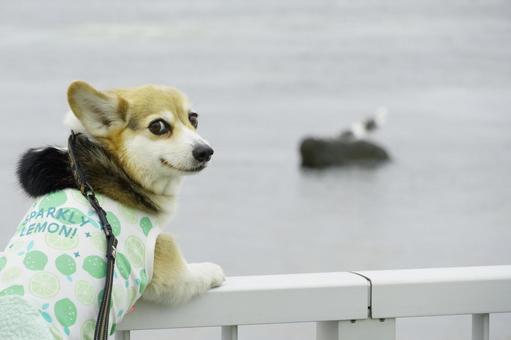Corgi looking back, JPG