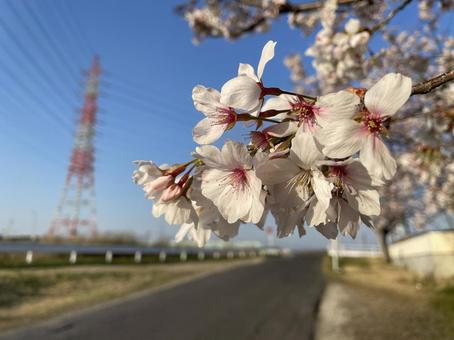 桜 桜の写真