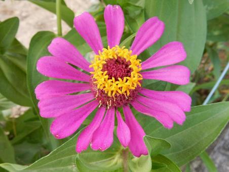 [Flower photo] Zinnia elegans, JPG