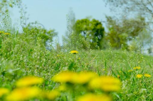 Danpopo blooming in the field, JPG