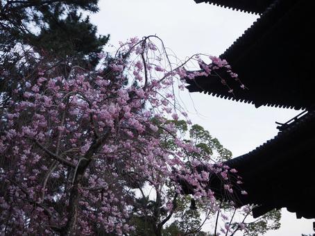 Photo, sakura, temple, dark, 