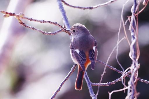 後ろから撮った枝にとまるジョウビタキの雌 鳥,ジョウビタキ,自然の写真素材