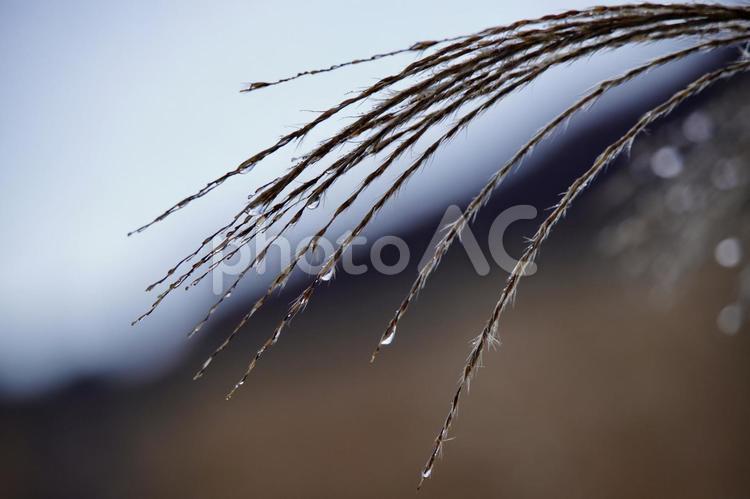 ススキの先の水滴 水滴,ススキ,植物の写真素材
