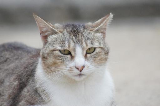 ねこ ねこ のらねこ,にゃんこ,可愛いの写真素材