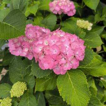 紫陽花 ピンク 紫陽花 ピンクの写真