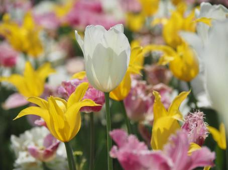Photo, tulip, lare, spring, 