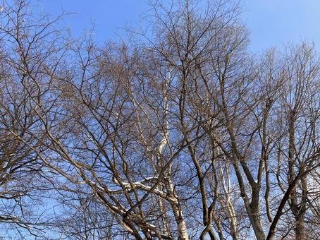 Spring, thawing trees, JPG Spring, thawing trees, JPG