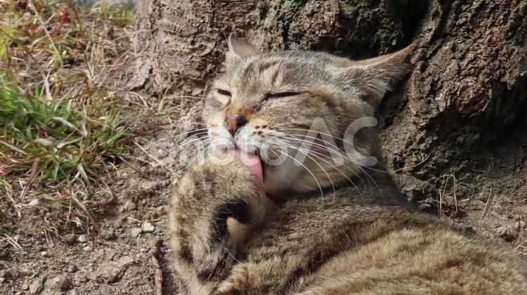 あざとい毛繕いが日課のモフモフで可愛い猫 猫,キジトラ,毛繕いの写真素材